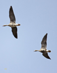 Greater White fronted Geese 1512